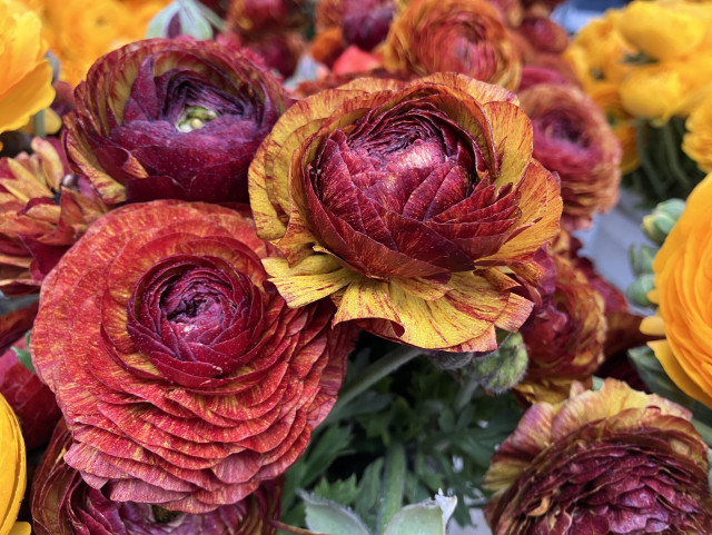 Ranunculus blooms in reds and yellows, looking spectacular. 