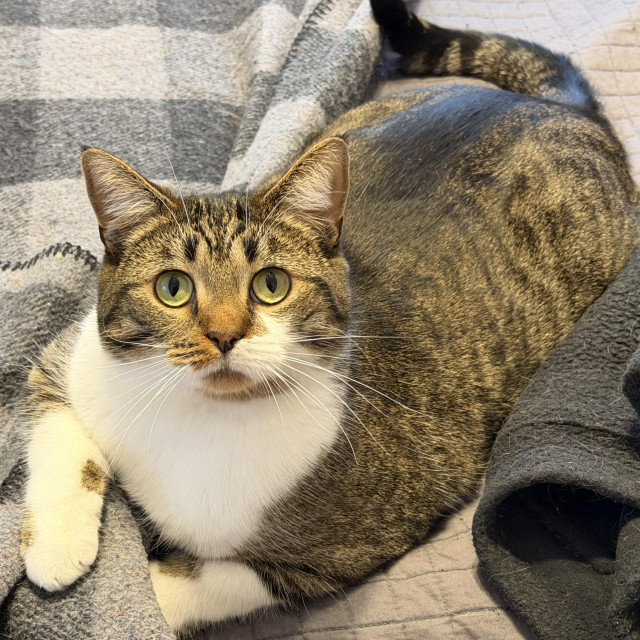 Brown & white Tabby sitting on a blanket with a surprised look on his face