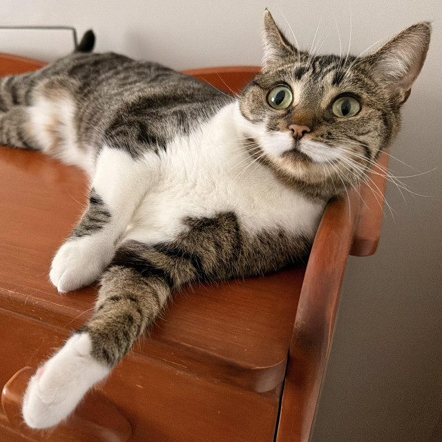 Brown & white Tabby sitting atop a mid-century dresser, looking shocked/confused