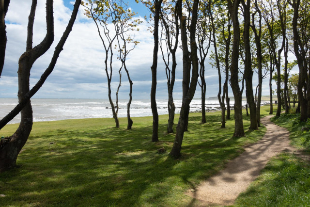 Colour photograph of a sandy path bordered by short grass running between the slender trunks of small trees. The sea is visible through the trees. The sky is blue with big white clouds.