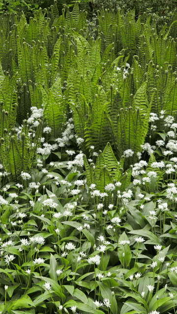 Tall ferns with rolled-up tips sticking out of a ground cover of large-leafed plants with white flowers (similar-ish looking to wild garlic, but clearly something else)