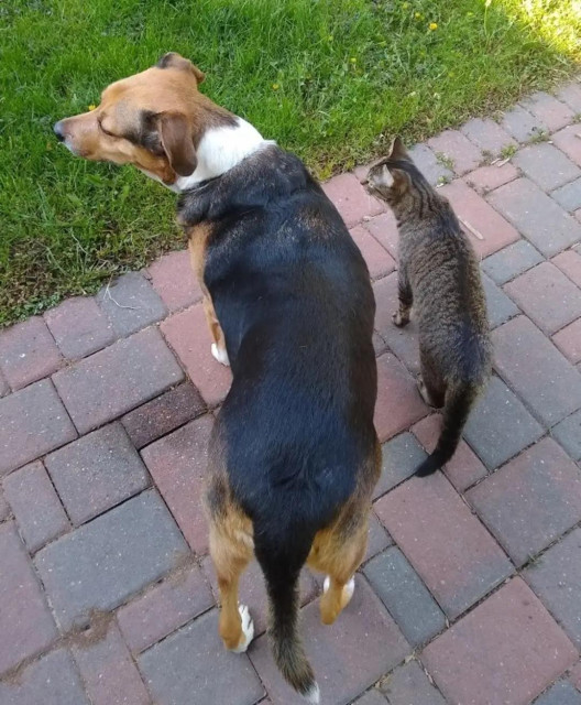 Murphy the black, tan and white Australian Shepherd mix is standing on red pavement next to out lawn, the nose sticking to the left, smelling the wind. Next to him in the same pose is marvel, the grey stripy cat, who thinks he is a dog.