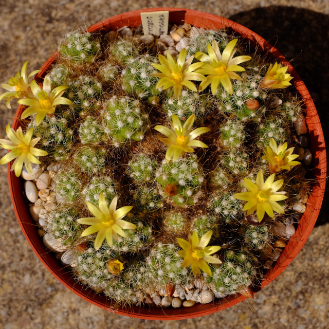 A clay bowl containing a cactus with many small heads with white areoles and soft pale spines. About a dozen yellow flowers are open and have long thin petals and yellow stamens, while new flower buds are waiting to open. There is strong sun from the left side.