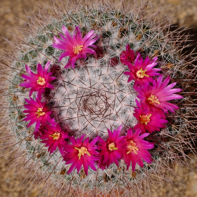 The head of a cactus with white areoles and pale brown fine spines. There is also white fluff between the areoles, denser towards the growing point in the centre. Around the head in a ring are ten bright pink open flowers with yellow stamens, as well as two that have gone over.