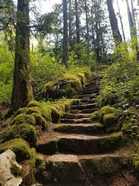 Stone steps covered in vibrant green moss ascend a forest path, surrounded by tall trees and lush foliage.