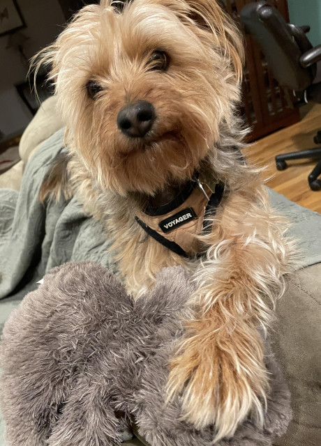 Cute Yorkie-Beagle and 8 other breed mixed pup. Black, gold, and cream long hair. Laying claim with his paws to his new stuffed bear.