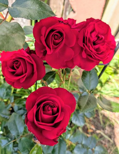 Red roses. 