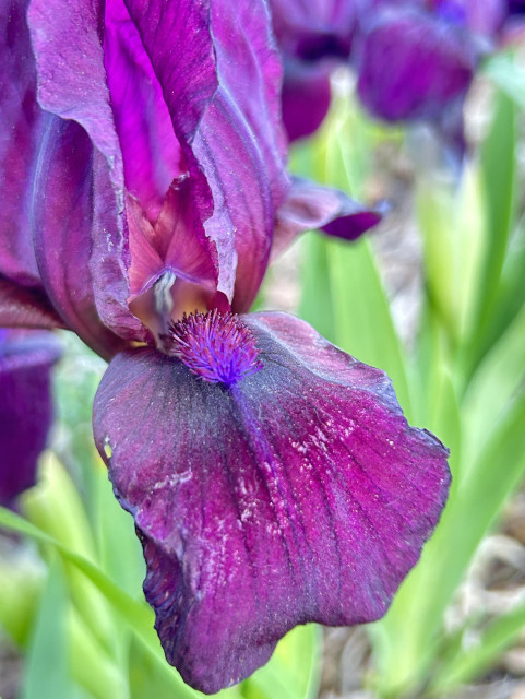 Closeup of a short bearded iris, deep purple, with one large petal hanging down kind of like a puppy dog tongue, and the fuzzy stamen draped on top of it. The colors are vivid, with bright green iris leaves in the background. This kind of iris blooms earlier than the taller ones.