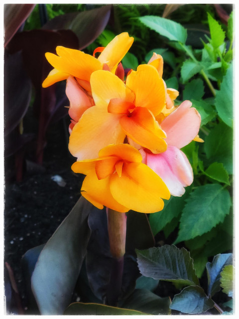 This is a close-ip image of a canna lily with orange and pink blossoms