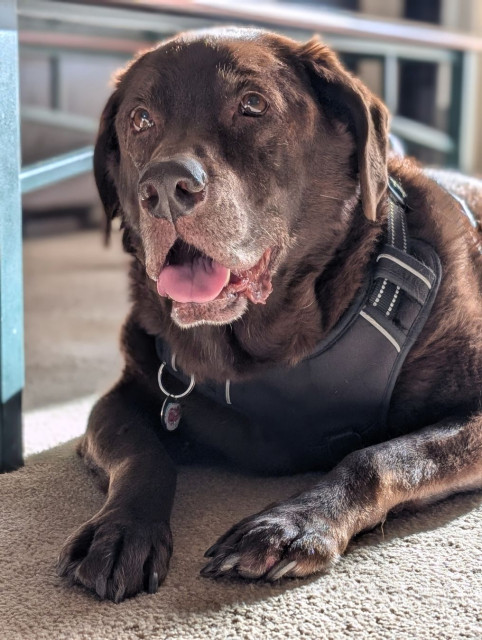 A chocolate lab is lying down on the carpet with his head up and mouth open.