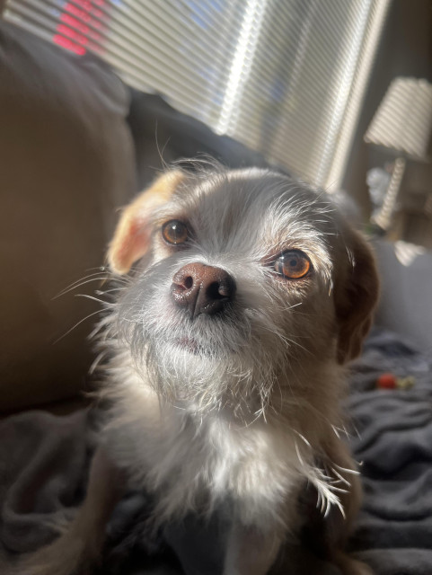 A close-up of a smol, wire haired snout dog with light fur and brown eyes, gazing slightly upward.