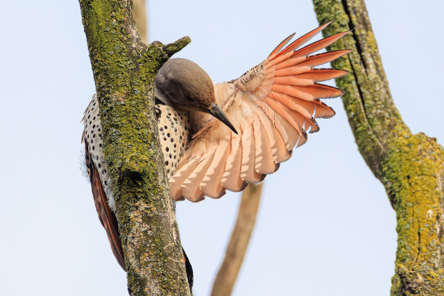 A photo of a female red-shafted northern flicker (Colaptes auratus), a taupe-colored woodpecker with a gray head, long dark gray beak, and black polka dots all over its belly. It is preening at the top of a dead, lichen-covered tree against a pale gray sky with its left wing extended, revealing the bright red-orange underside of its primary feathers.