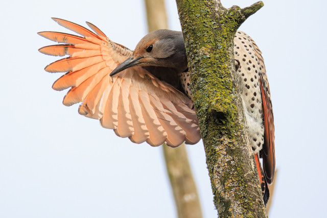 A photo of a female red-shafted northern flicker (Colaptes auratus), a taupe-colored woodpecker with a gray head, long dark gray beak, and black polka dots all over its belly. It is preening at the top of a dead, lichen-covered tree against a pale gray sky with its right wing extended, revealing the bright red-orange underside of its primary feathers.