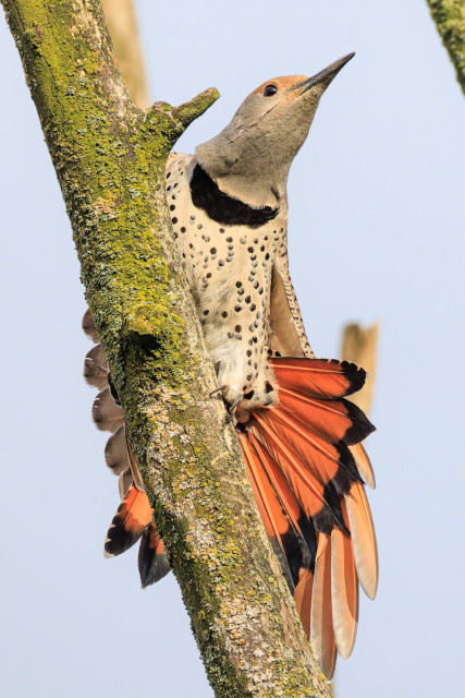 A photo of a female red-shafted northern flicker (Colaptes auratus), a taupe-colored woodpecker with a gray head, long dark gray beak, and black polka dots all over its belly. It is preening and stretching at the top of a dead, lichen-covered tree against a pale gray sky with its tail fanned out, revealing the bright red-orange underside tipped in black.
