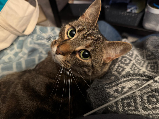 A brown tabby cat sitting beside me and half on my leg, looking back at me demandingly because I’m not petting her. Beside her is a grey knit sweater with a colourwork yoke that I’m crocheting a line of stitches down the front to reinforce where it will be cut open to become a cardigan