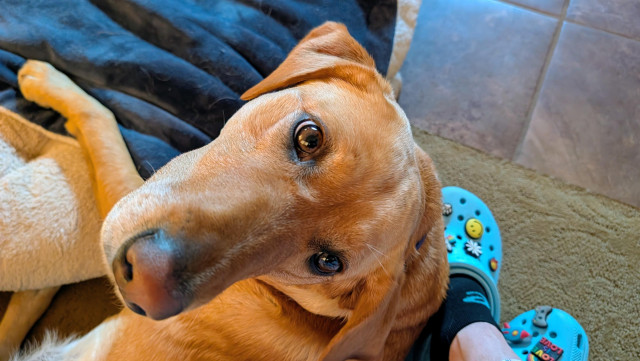 The face of a golden lab is looking up at me. 