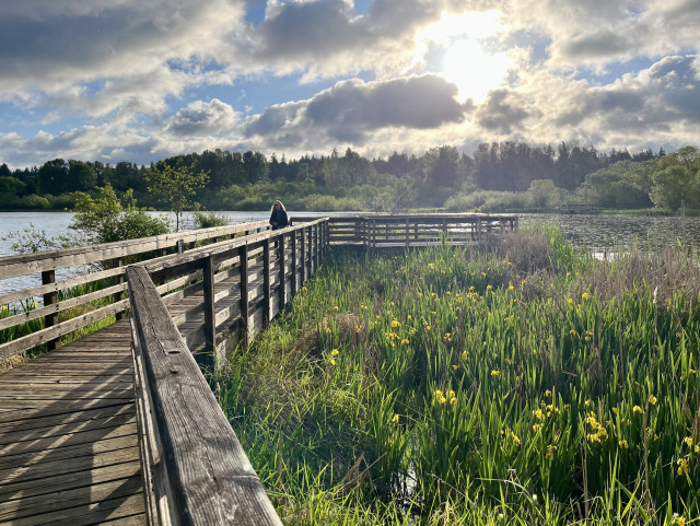 On a cloudy morning as the sun rises through white billowy clouds, a long haired woman walks toward the camera on a boardwalk, to the right spreads a wetlands of tall yellow flag irises on long green stems.
