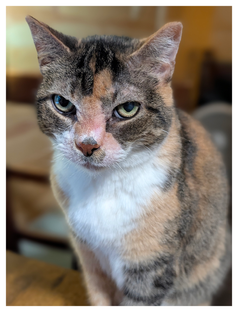 close-up of a calico cat with white markings and green eyes making contact. she is sitting on the corner of a wood desk. the background is out of focus wood chair back and wood paneled walls.