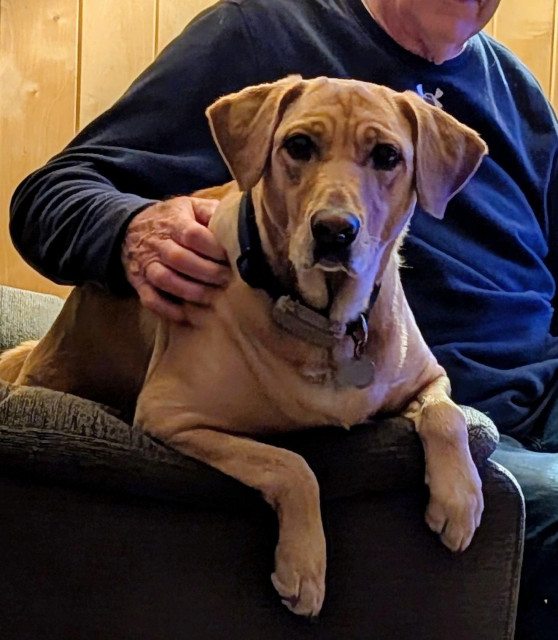 Golden lab is sharing a recliner with her pal. He is petting her and she is looking at the camera while she hangs over the armrest. 