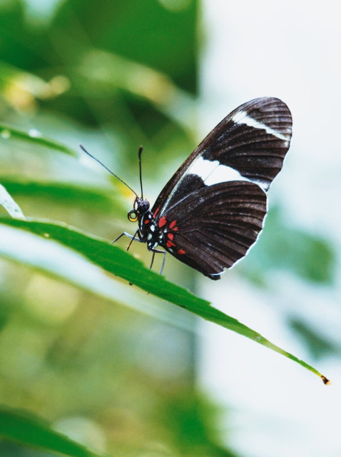 Black and white heliconius butterfly in the key west butterfly house, florida