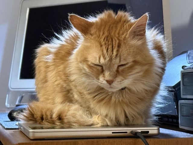 An orange medium-haired cat happily sits on a closed laptop, a light behind the cat illuminates his fur