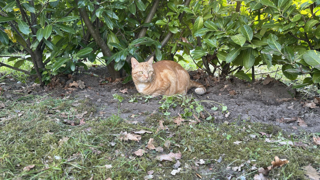George in the garden under bushes