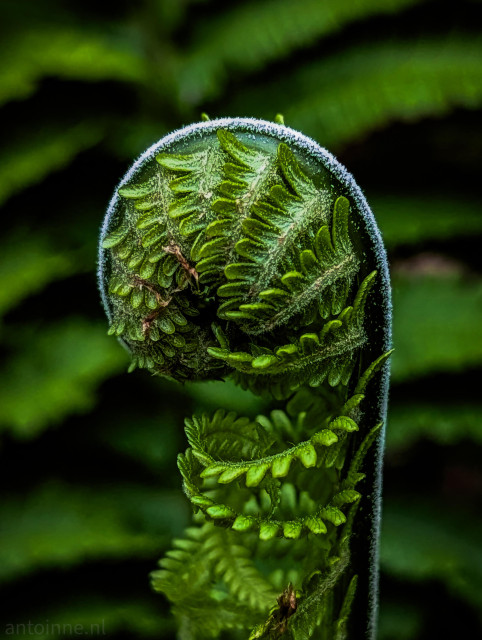 The central focus is the tightly coiled tip of the fern frond. It creates a natural, elegant spiral shape. The outer edge of the main curve is highlighted with a delicate, silvery fuzz or hair.

Inside the spiral, you can see the dense, repeating geometric patterns of the tiny, individual leaflets packed closely together before they expand.

The image is dominated by deep, rich shades of green. 