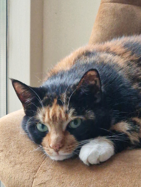 Tortoiseshell cat lying with her head next to her paw on an ocre coloured chair, watchong the camera