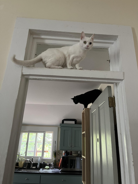 a white cat on a door transom looks our way as a black cat in the kitchen behind her prepares to leap off a high shelf