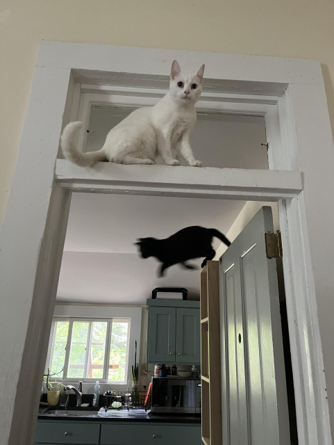 a white cat on a door transom looks our way as a black cat in the kitchen behind her begins to leap off a high shelf