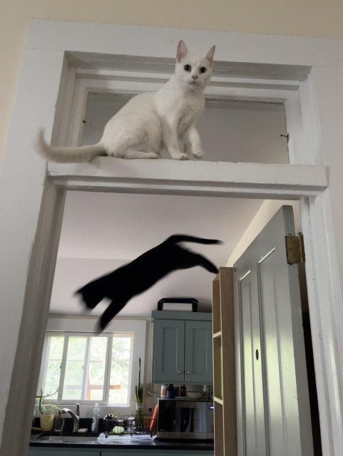 a white cat on a door transom looks our way as a black cat in the kitchen behind her is in a mid-air leap off a high shelf