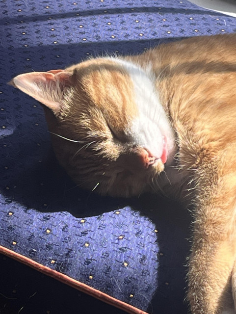 Close up photo of the head of a marmalade cat resting on a blue window seat cushion with tiny copper-gold patches that match her fur.  Her eyes are closed the her tongue is sticking out a tiny bit!