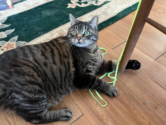 a fat tabby cat on the floor playing with bright yellow green shoelaces, one of which is dangling from a chair on the right