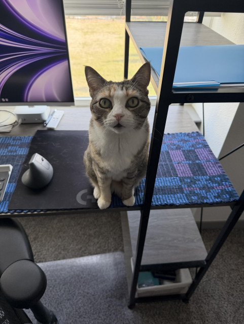 Calico cat sitting on a computer desk with a built-in shelving unit. A blue/purple runner is below her. She is looking at camera with such earnestness and love.