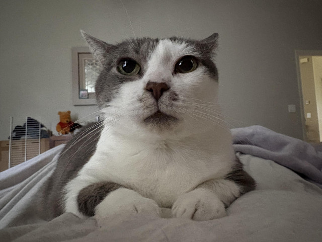 Close up of a grey and white cat sitting on the chest of her human who is lying in bed. The cat’s expression brooks no arguments.
