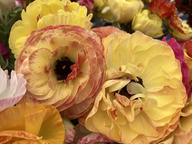 Ranunculus blooms, with the two most prominent ones being bright yellow with a tiny bit of red on one, and lovely red-tipped petals on the other. 