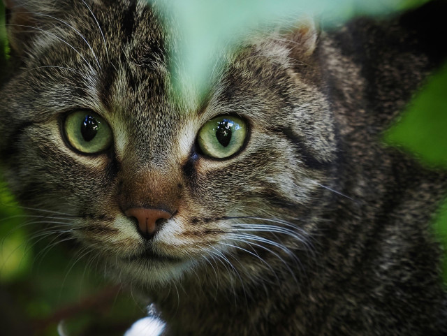 das bild zeigt eine nahaufnahme des gesichts einer getigerten hauskatze, die durch grünes laub blickt.

die katze hat ein dichtes, braun-grau gemustertes fell mit schwarzen streifen. besonders auffällig sind ihre großen, hellgrünen augen mit dunklen pupillen, die direkt in die kamera blicken. ihre nase ist rötlich, und die langen schnurrhaare stechen deutlich hervor.

an den bildrändern sind unscharfe, grüne blätter zu sehen, die das gesicht der katze teilweise einrahmen und den eindruck erwecken, sie würde sich verstecken oder lauern.

durch den fokussierten blick und die natürliche umgebung wirkt die aufnahme sehr intensiv und erinnert an eine wildkatze in der natur.