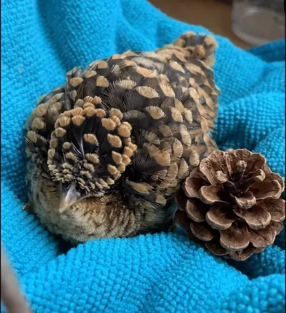 A young bird with plumage strikingly similar to a pinecone