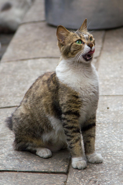 A tabby street cat with a white front and bright green eyes sits upright, its mouth open as it miaows.