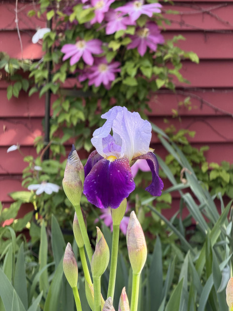 The first iris in a cluster has opened up, unfurling dark and pale purple leaves with tiny yellow structures inside. Bright pink clematis climb a trellis in the background.