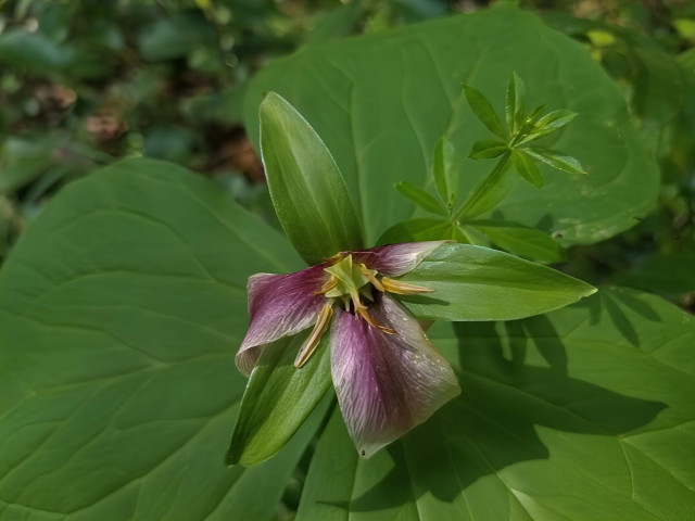 A purple and white petaled Western trillium flower with yellow stamens sits in the center of large, green leaves, with a small cluster of green leaves in the background.