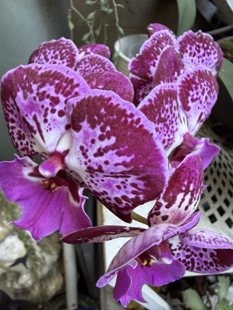 A cluster of vibrant purple orchids with speckled patterns against a blurred background of green foliage.