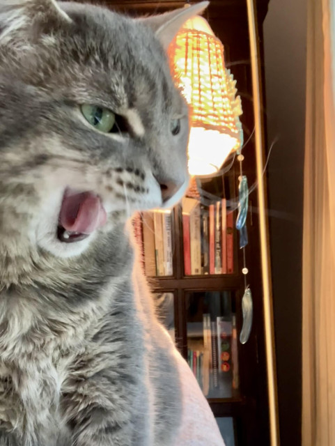 A gray tabby cat caught in a yawn so looks like might be fiercely snarling with open mouth, curled tongue, and green eyes. A bookcase and lamp in background 