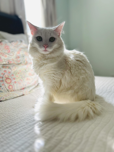Blume sitting backlit on the bed.