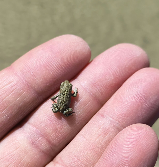 A green frog with black spots resting on a person's fingers - its length is a little over one centimetre