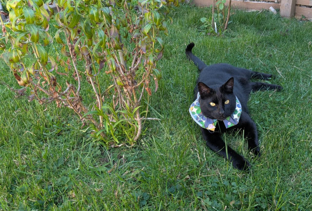 Shaggy grass, awakening shrubbery, black cat with colorful collar on the grass, gazing intently.