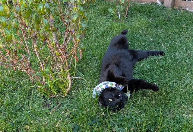 Shaggy grass, awakening shrubbery, black cat has rolled over and is belly up.