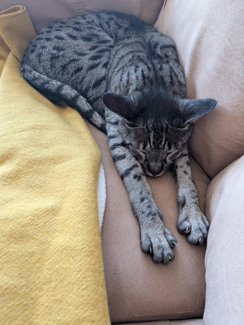 A grey cat with black spots is sleeping on a beige sofa, front paws stretched forward, ears in airplane configuration pointing sideways, eyes shut.