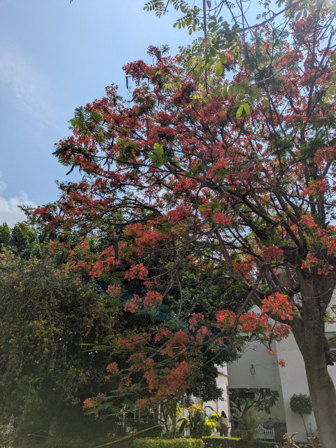 Big tree with red orange flowers all 9ver