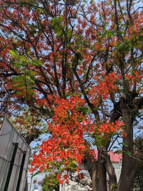 Tree filled with red orange flowers all over